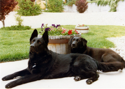 High Desert Excalibur ("Cal") on left with his "sister" Bonnie on the right