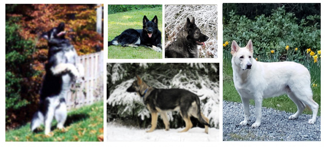 Our Shiloh Shepherds: Ranger, Misty, & Timber