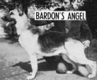 Bardon's Angel